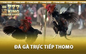 Đá Gà Trực Tiếp Thomo