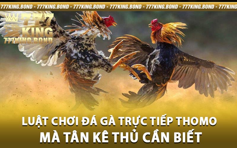 đá gà trực tiếp Thomo