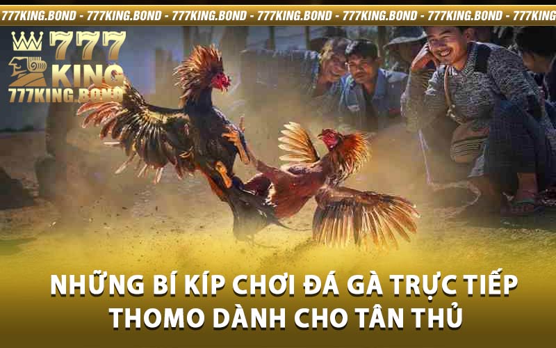 đá gà trực tiếp Thomo